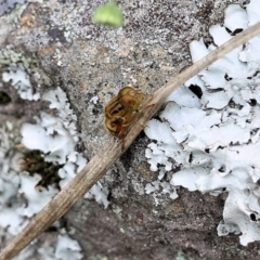 Eristalinus punctulatus at Greigs Flat, NSW - 27 Dec 2021 11:42 AM
