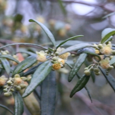 Beyeria viscosa (Pinkwood) at Pambula Beach, NSW - 28 Dec 2021 by KylieWaldon