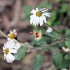 Olearia tomentosa (Toothed Daisy Bush) at Pambula - 27 Dec 2021 by KylieWaldon