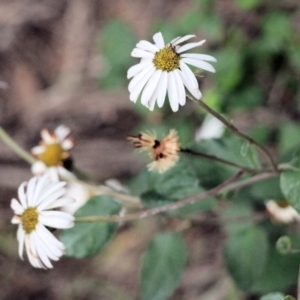 Olearia tomentosa at Pambula Beach, NSW - 28 Dec 2021