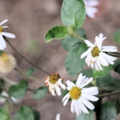 Olearia tomentosa at Pambula Beach, NSW - 28 Dec 2021 05:00 AM