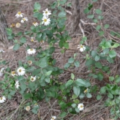 Olearia tomentosa at Pambula Beach, NSW - 28 Dec 2021 05:00 AM