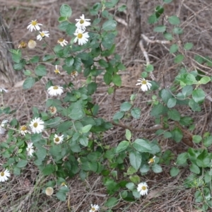 Olearia tomentosa at Pambula Beach, NSW - 28 Dec 2021