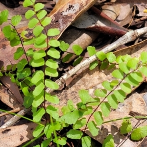 Lindsaea linearis at Ulladulla, NSW - 30 Dec 2021 12:18 PM