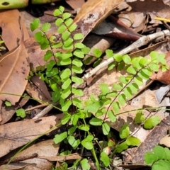 Lindsaea linearis at Ulladulla, NSW - 30 Dec 2021 12:18 PM