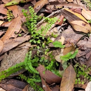 Lindsaea linearis at Ulladulla, NSW - 30 Dec 2021 12:18 PM