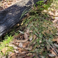 Pseudolycopodium densum (Bushy Club Moss) at Ulladulla, NSW - 30 Dec 2021 by trevorpreston