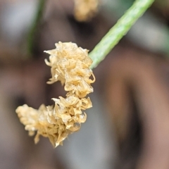 Lycopodium deuterodensum at Ulladulla, NSW - 30 Dec 2021
