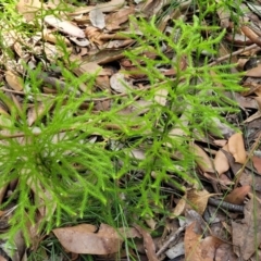 Lycopodium deuterodensum (Bushy Club Moss) at Ulladulla, NSW - 30 Dec 2021 by tpreston