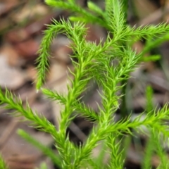 Pseudolycopodium densum at Ulladulla, NSW - suppressed