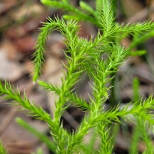 Pseudolycopodium densum at Ulladulla, NSW - suppressed