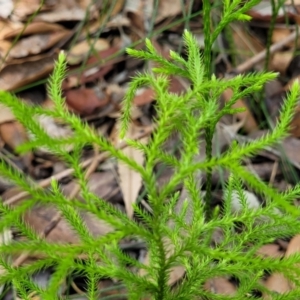 Pseudolycopodium densum at Ulladulla, NSW - suppressed
