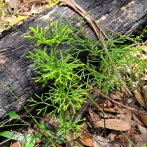 Pseudolycopodium densum at Ulladulla, NSW - suppressed