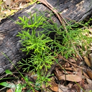 Lycopodium deuterodensum at Ulladulla, NSW - 30 Dec 2021