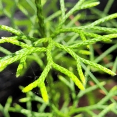 Pseudolycopodium densum at Ulladulla, NSW - suppressed