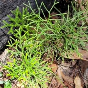 Pseudolycopodium densum at Ulladulla, NSW - suppressed