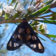 Amata (genus) (Handmaiden Moth) at QPRC LGA - 28 Dec 2021 by Paul4K