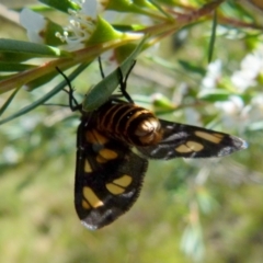 Amata (genus) at Boro, NSW - suppressed