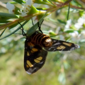 Amata (genus) at Boro, NSW - suppressed