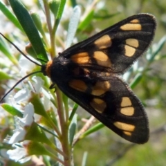 Amata (genus) at Boro, NSW - suppressed