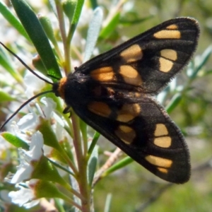 Amata (genus) at Boro, NSW - 29 Dec 2021