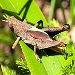 Rhitzala modesta (Short winged heath grasshopper) at Ulladulla, NSW - 30 Dec 2021 by trevorpreston