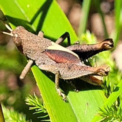 Rhitzala modesta (Short winged heath grasshopper) at Ulladulla, NSW - 30 Dec 2021 by trevorpreston