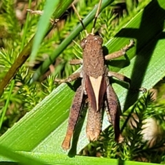 Rhitzala modesta at Ulladulla, NSW - 30 Dec 2021 12:14 PM