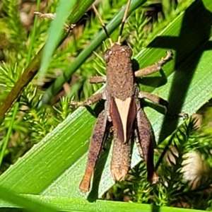 Rhitzala modesta at Ulladulla, NSW - 30 Dec 2021 12:14 PM