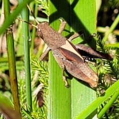 Rhitzala modesta at Ulladulla, NSW - 30 Dec 2021