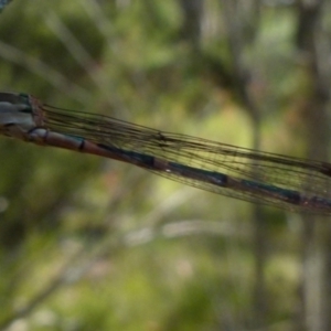 Austrolestes leda at Boro, NSW - suppressed