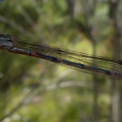 Austrolestes leda (Wandering Ringtail) at Boro, NSW - 28 Dec 2021 by Paul4K