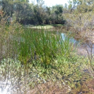 Eleocharis sphacelata at Boro, NSW - 29 Dec 2021