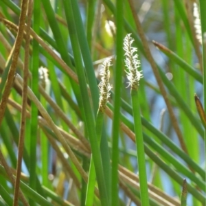 Eleocharis sphacelata at Boro, NSW - suppressed