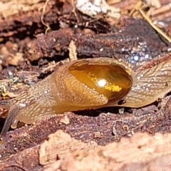 Helicarion cuvieri (A Semi-slug) at Ulladulla, NSW - 30 Dec 2021 by trevorpreston