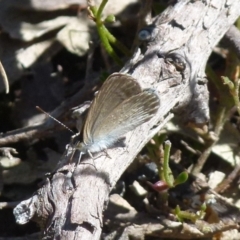 Zizina otis (Common Grass-Blue) at Boro, NSW - 29 Dec 2021 by Paul4K