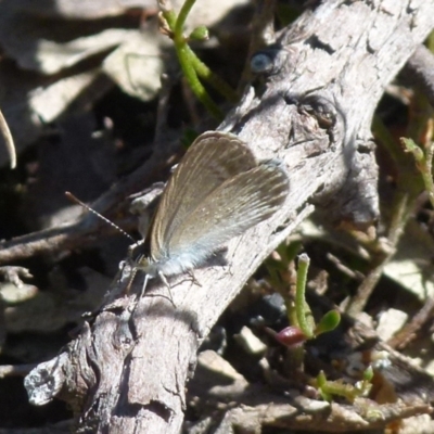 Zizina otis (Common Grass-Blue) at Boro, NSW - 29 Dec 2021 by Paul4K