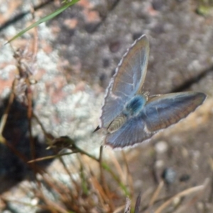 Zizina otis at Boro, NSW - suppressed