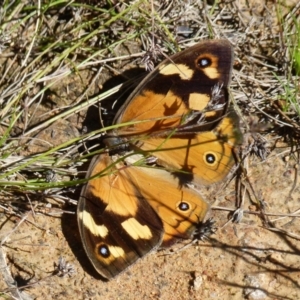 Heteronympha merope at Boro, NSW - 29 Dec 2021