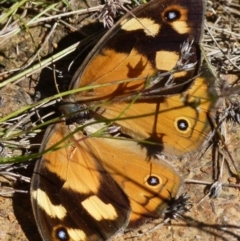 Heteronympha merope at Boro, NSW - 29 Dec 2021