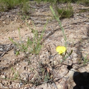 Gompholobium huegelii at Boro, NSW - suppressed