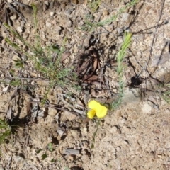 Gompholobium huegelii at Boro, NSW - suppressed