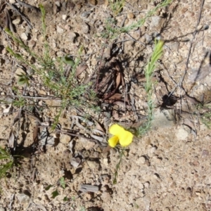 Gompholobium huegelii at Boro, NSW - suppressed