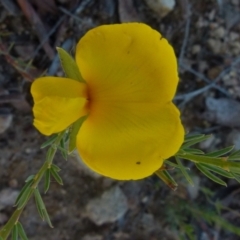 Gompholobium huegelii at Boro, NSW - suppressed