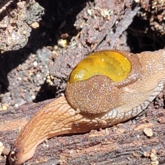 Helicarion cuvieri at Ulladulla, NSW - 30 Dec 2021