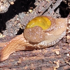 Helicarion cuvieri at Ulladulla, NSW - 30 Dec 2021