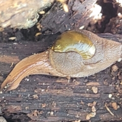 Helicarion cuvieri at Ulladulla, NSW - 30 Dec 2021 12:12 PM