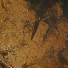 Pisauridae (family) (Water spider) at Boro - 28 Dec 2021 by Paul4K