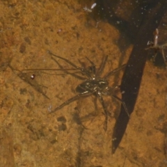 Pisauridae (family) at Boro, NSW - 29 Dec 2021