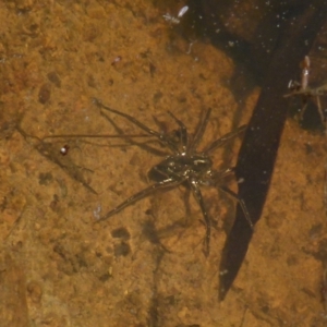 Pisauridae (family) at Boro, NSW - 29 Dec 2021